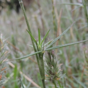 Trifolium angustifolium at Chisholm, ACT - 11 Nov 2015