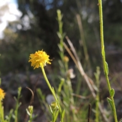 Calotis lappulacea (Yellow Burr Daisy) at Theodore, ACT - 7 Nov 2015 by michaelb