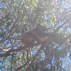 Phascolarctos cinereus (Koala) at Port Macquarie, NSW - 12 Nov 2015 by Charlesbusby