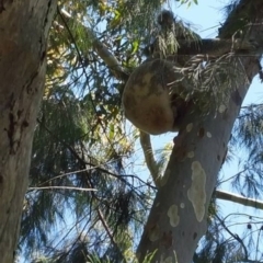 Phascolarctos cinereus (Koala) at  - 10 Nov 2015 by RichardConnor