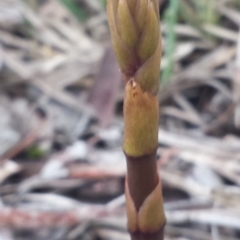 Dipodium roseum (Rosy Hyacinth Orchid) at Cook, ACT - 12 Nov 2015 by MattM