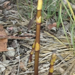 Dipodium roseum at Cook, ACT - 12 Nov 2015