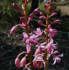 Dipodium roseum at Cook, ACT - 12 Nov 2015