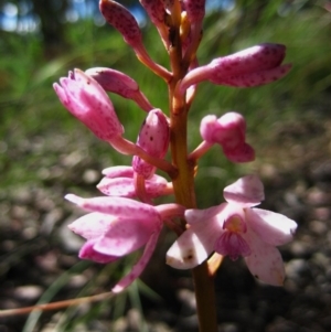 Dipodium roseum at Cook, ACT - suppressed