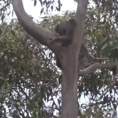 Phascolarctos cinereus (Koala) at Port Macquarie, NSW - 12 Nov 2015 by Charlesbusby