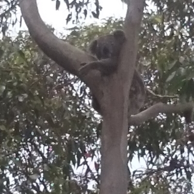 Phascolarctos cinereus (Koala) at Port Macquarie, NSW - 12 Nov 2015 by Charlesbusby