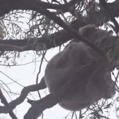 Phascolarctos cinereus (Koala) at Port Macquarie, NSW - 11 Nov 2015 by Charlesbusby