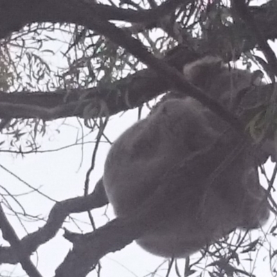 Phascolarctos cinereus (Koala) at Port Macquarie, NSW - 12 Nov 2015 by Charlesbusby