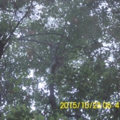 Phascolarctos cinereus (Koala) at Coffee Camp, NSW - 9 Nov 2015 by pedro