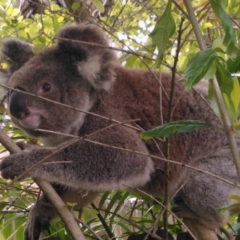 Phascolarctos cinereus (Koala) at Port Macquarie, NSW - 11 Nov 2015 by LeoneW