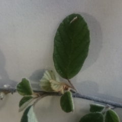 Pomaderris betulina subsp. betulina at Stromlo, ACT - 12 Nov 2015 12:00 AM