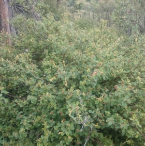 Pomaderris betulina subsp. betulina at Stromlo, ACT - 12 Nov 2015 12:00 AM