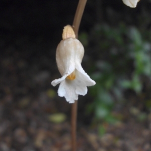 Gastrodia sesamoides at Reid, ACT - suppressed