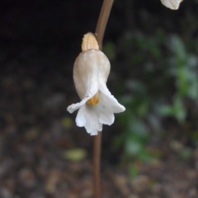 Gastrodia sesamoides (Cinnamon Bells) at City Renewal Authority Area - 12 Nov 2015 by SilkeSma