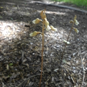 Gastrodia sesamoides at Reid, ACT - 12 Nov 2015