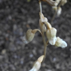 Gastrodia sesamoides at Reid, ACT - suppressed