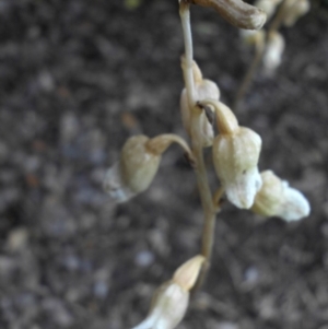 Gastrodia sesamoides at Reid, ACT - suppressed