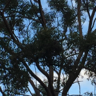 Phascolarctos cinereus (Koala) at - 12 Nov 2015 by Josephine