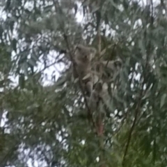 Phascolarctos cinereus (Koala) at Beechmont, QLD - 12 Nov 2015 by zooma