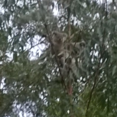 Phascolarctos cinereus (Koala) at Beechmont, QLD - 12 Nov 2015 by zooma