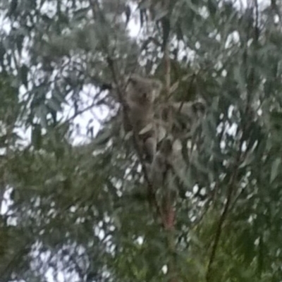 Phascolarctos cinereus (Koala) at Beechmont, QLD - 11 Nov 2015 by zooma
