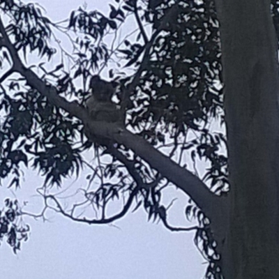 Phascolarctos cinereus (Koala) at Beechmont, QLD - 12 Nov 2015 by zooma