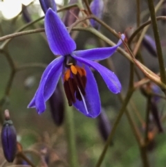 Dianella revoluta var. revoluta (Black-Anther Flax Lily) at Googong, NSW - 12 Nov 2015 by Wandiyali