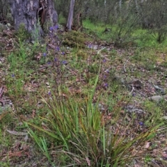 Dianella revoluta var. revoluta at Googong, NSW - 12 Nov 2015 07:25 PM