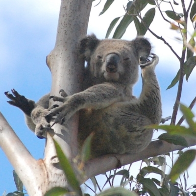 Phascolarctos cinereus (Koala) at Tinonee, NSW - 8 Nov 2015 by Celinda
