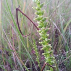 Microtis sp. (Onion Orchid) at Little Taylor Grasslands - 12 Nov 2015 by RosemaryRoth
