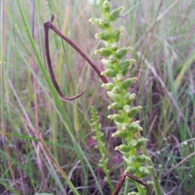 Microtis sp. (Onion Orchid) at Kambah, ACT - 12 Nov 2015 by RosemaryRoth