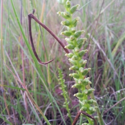 Microtis sp. (Onion Orchid) at Little Taylor Grasslands - 12 Nov 2015 by RosemaryRoth