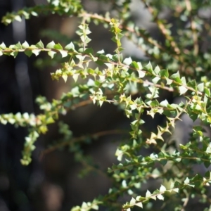 Acacia pravissima at Cotter River, ACT - 23 Aug 2014