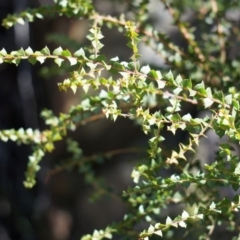 Acacia pravissima (Wedge-leaved Wattle, Ovens Wattle) at Namadgi National Park - 23 Aug 2014 by AaronClausen