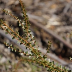 Acacia pravissima at Cotter River, ACT - 23 Aug 2014