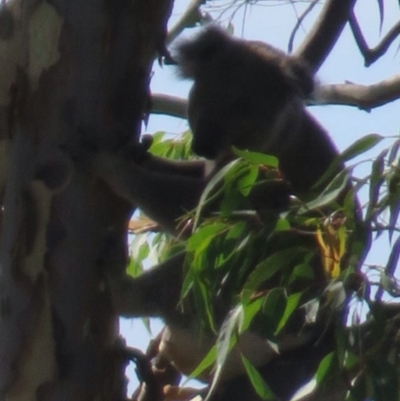 Phascolarctos cinereus (Koala) at Wingham, NSW - 11 Nov 2015 by Helen