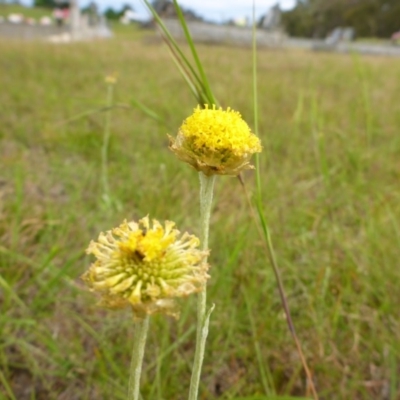 Ammobium craspedioides (Yass Daisy) at Bigga, NSW - 17 Oct 2015 by JanetRussell