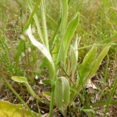 Ammobium craspedioides at Bigga, NSW - 17 Oct 2015 01:46 PM