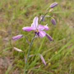 Arthropodium strictum (Chocolate Lily) at Bigga, NSW - 17 Oct 2015 by JanetRussell