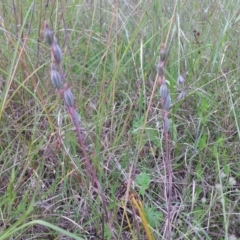 Thelymitra sp. (A Sun Orchid) at Little Taylor Grasslands - 12 Nov 2015 by RosemaryRoth