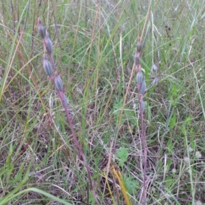 Thelymitra sp. at Kambah, ACT - suppressed