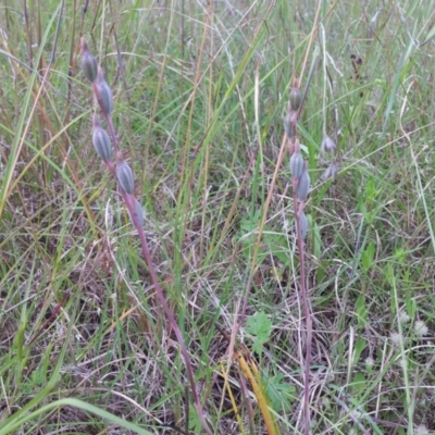 Thelymitra sp. (A Sun Orchid) at Little Taylor Grasslands - 12 Nov 2015 by RosemaryRoth