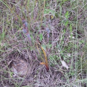 Thelymitra sp. at Kambah, ACT - suppressed