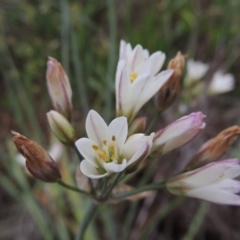 Nothoscordum borbonicum (Onion Weed) at Chisholm, ACT - 11 Nov 2015 by michaelb