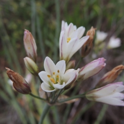 Nothoscordum borbonicum (Onion Weed) at Chisholm, ACT - 11 Nov 2015 by michaelb