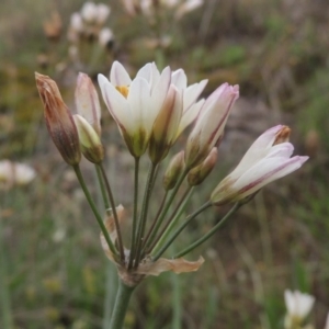 Nothoscordum borbonicum at Chisholm, ACT - 11 Nov 2015