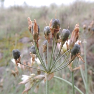 Nothoscordum borbonicum at Chisholm, ACT - 11 Nov 2015