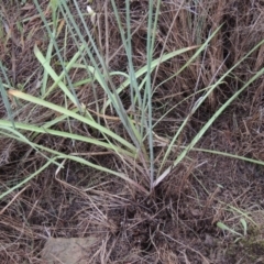 Nothoscordum borbonicum at Chisholm, ACT - 11 Nov 2015