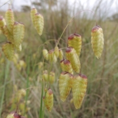 Briza maxima (Quaking Grass, Blowfly Grass) at Chisholm, ACT - 11 Nov 2015 by MichaelBedingfield