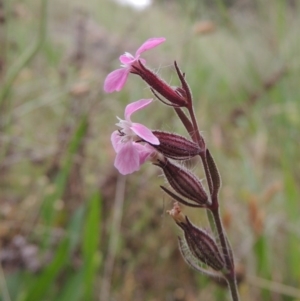 Silene gallica var. gallica at Chisholm, ACT - 11 Nov 2015 06:43 PM